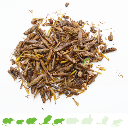 Dried Grasshoppers for small rodents!