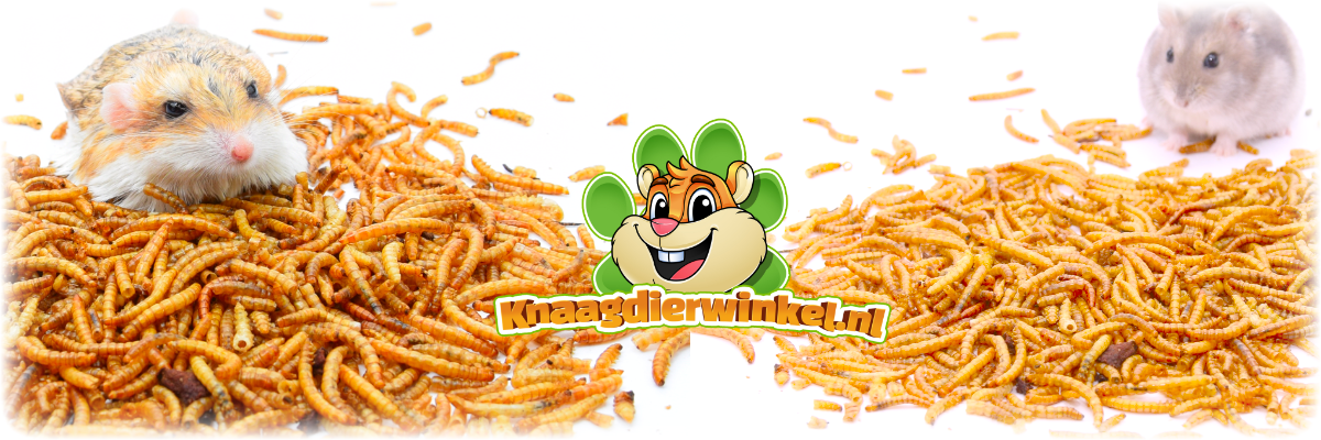 dried mealworms