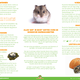 Russian Dwarf Hamster (Hamster Reservation)