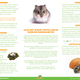 Russian Dwarf Hamster (Hamster Reserve)