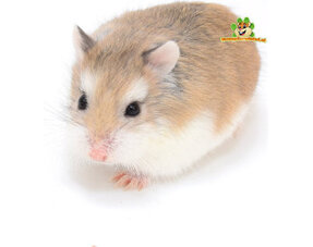 Hamster nain Roborovski