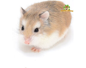 Roborovski Dwarf Hamster