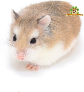 robo dwarf hamster