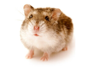 Hamster nain russe