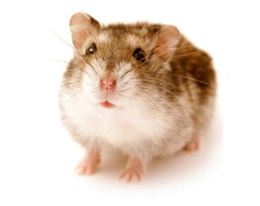 Russian Dwarf Hamster