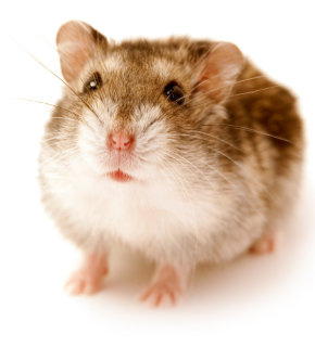 Russian dwarf hamster information