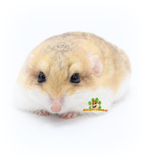 Roborovski Dwarf Hamster: Pet Care Guide, Lifespan, Cost, and Important  Facts - A-Z Animals