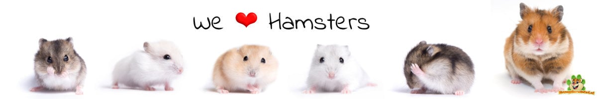 hamster and dwarf hamster | Hamster webshop for Golden Hamster, Syrian Hamster, but also dwarf hamsters | All hamster supplies