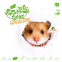 Golden hamster sniffing box #10