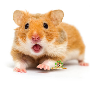 Hamster webshop voor Goudhamster Syrische Hamster, maar ook dwerghamsters | Alle hamster benodigdheden