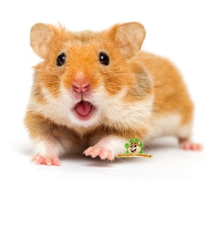 Hamster-Webshop für Goldhamster, Goldhamster, aber auch Zwerghamster | Alles Hamsterzubehör