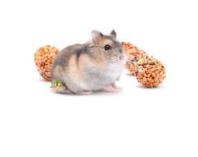 Collations pour hamsters