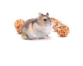 Hamster-Snacks