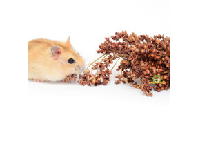 Hamster Herbs and Seeds