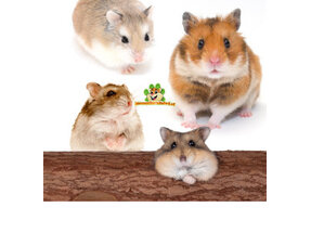 Informationen zum Hamster