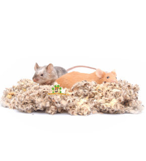 Mouse bedding - two colored mice digging in cotton bedding