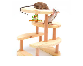 Mäuse spielen und suchen Futter