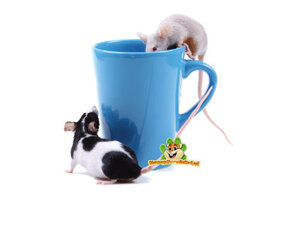 Mouse Drinking Bottles & Water Bowls