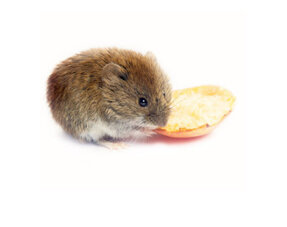 Dried Fruit and Vegetable Mouse