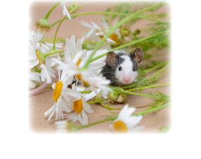 Siano dla myszy, zioła i nasiona