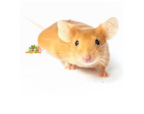 Información sobre ratones