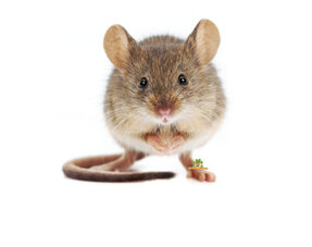 African Pygmy Mouse Information