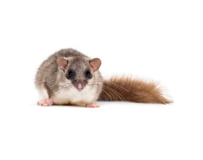 Informationen über Haselmäuse