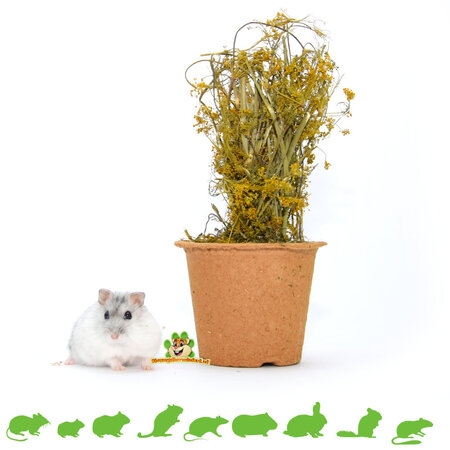 JR Farm Herb Harvest Pot