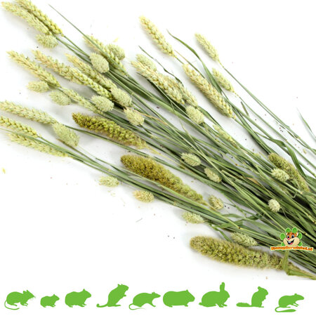 Esve Pet Bouquet Harvest Nagen Haut