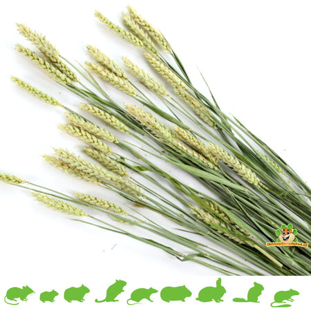 Esve Pet Bouquet Harvest Wheat Field