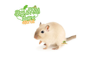 Paquets pour gerbilles