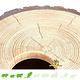 Hamsterscaping Tree Trunk Detachable Roof