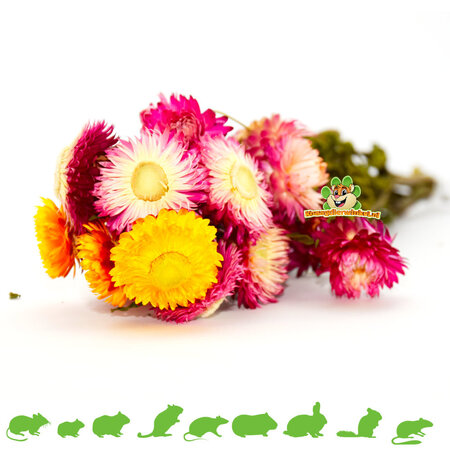 Knaagdier Kruidenier Suszone truskawki