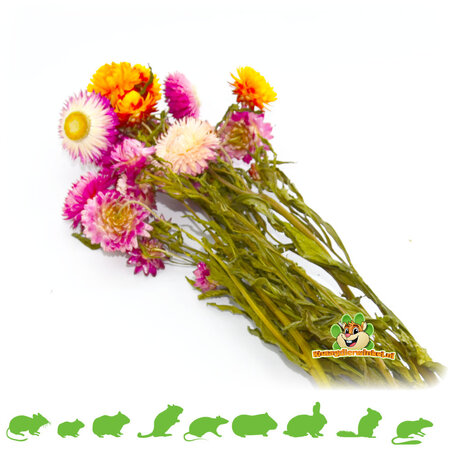 Knaagdier Kruidenier Suszone truskawki