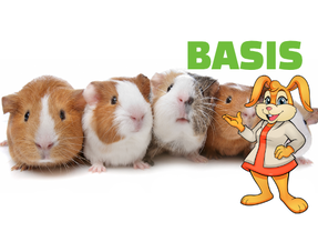 Basis inrichting Cavia