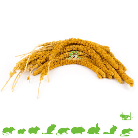 JR Farm Spray Millet Yellow for Rodents & Birds