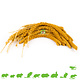 JR Farm Spray Millet Yellow for Rodents & Birds