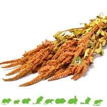 Amaranth Harvest Orange