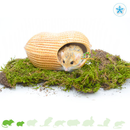 Trixie Casita de cerámica para cacahuetes de 17 cm para ratones y hámsteres enanos.