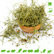 Knaagdier Kruidenier Dried Cornflower Herb