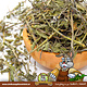 Knaagdier Kruidenier Dried Sage Herb