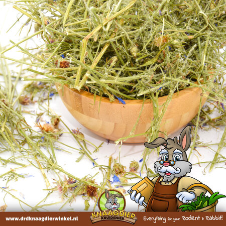 Knaagdier Kruidenier Getrocknetes Kornblumenkraut