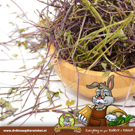 Knaagdier Kruidenier Dried Mint Stems 100 grams