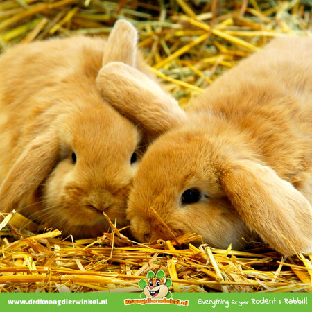 Versele-Laga Stroh 2,5 kg