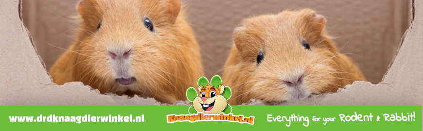 Cavia's - Ideale Huisvesting: Natuurlijk Gedrag en Behoeften