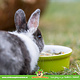 Trixie Ceramic Food/Water Bowl Color Rabbit 11 cm