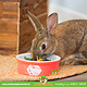 Trixie Ceramic Food/Water Bowl Color Rabbit 11 cm