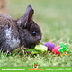 Trixie Jouets à mâcher en bois représentant des fruits et légumes