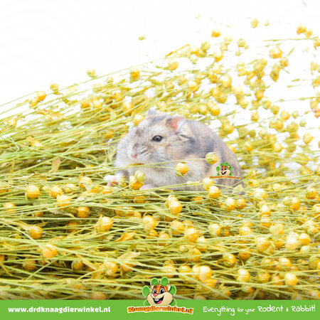 Knaagdier Kruidenier Linseed Flax Harvest for Rodents & Birds
