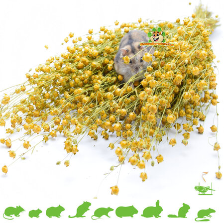 Knaagdier Kruidenier Cosecha de linaza 200 gramos para roedores y aves